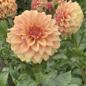 Miss Amara  ( Місс Амара )